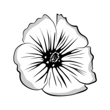 Sketch Malva Flower, Hand Drawn Malva Flower. Black And White, Outline Malva. Malva Illustration For You Design.