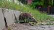 Closeup shot of an amur hedgehog sitting on the sand