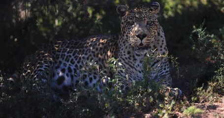 Wall Mural - a leopard is resting in the savannah