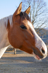 Wall Mural - Beautiful horses on the farm. Horse portrait.