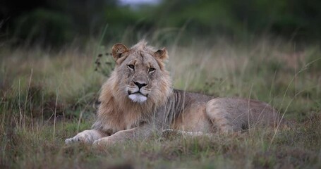 Wall Mural - a lion is resting in the savannah