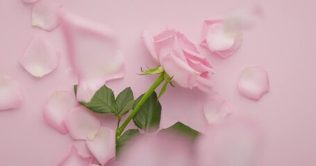 Wall Mural - Rose petals falling in slow motion