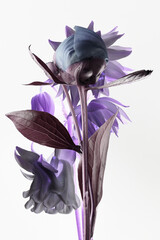 Wall Mural - blue and purple flower on a white background, isolated, abstract botanical flowers, studio shot.