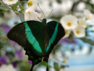 Macro shot of a black and green butterfly isolated on a blurry background