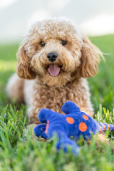 Poster - Vertical shot of a cute Cavapoo dog with a blue toy in a park