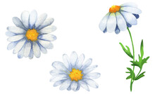 Set Of Chamomile Watercolor Illustrations, White Flowers With A Yellow Center