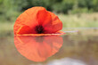 Poppy floating with reflection on the water, natural background