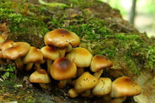 Brown Arboreal Mushrooms Grown In The Forest In Autumn