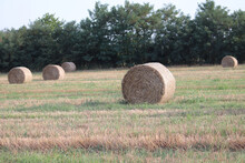 Round-shaped Hay Bales In An Open Field In Front Of Green Trees And Bushes