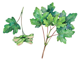 Watercolor field maple branch and fruits. Acer campestre isolated on white background. Hand drawn painting plant illustration.