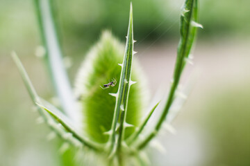 Macro shot of a small spider on its net on a green prickly plant