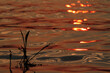 Closeup shot of dragonfly reflections on the water at sunset