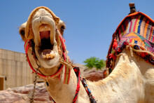 Closeup Of A Beautiful Angry Camel At Petra Jordan