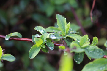 Canvas Print - Shallow focus of drops of water on Euphorbia spathulata leaves with blurred background in the park