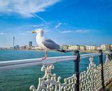 Bird In Focus And  Brighton City In Background
