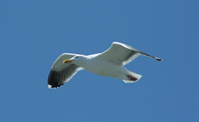 Seagull Flying In A Clear Blue Sky On A Sunny Day