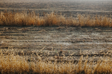 Bright autumn day in the countryside with wheat field under the sun