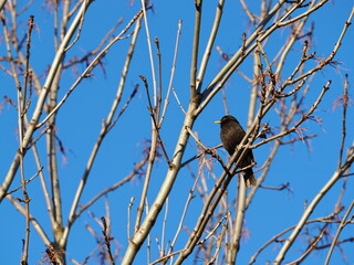 Wall Mural - Male blackbird on a branch without leaves.