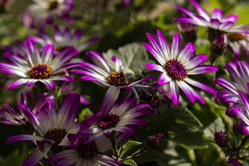 Wall Mural - Daisy flowers with purple border on flowers. 