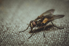 Close-up Shot Of A Fly On A Checkered Texture With A Blurred Background