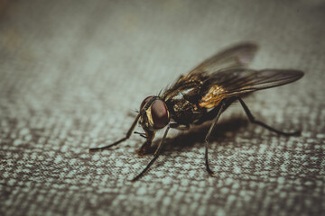 close-up shot of a fly on a checkered texture with a blurred background