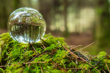 Wall Mural - glass ball on a moss in a forest. trees reflection. selective focus. nobody. abstract nature backgro