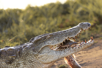 Canvas Print - Big, scary crocodile eating an animal with a blurred background