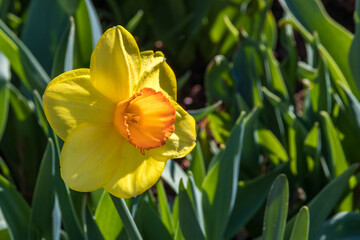 Wall Mural - yellow daffodils in spring