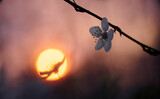 Fototapeta  - cherry blossom in the sunset with the sun on the backgrond