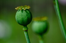 Green Poppy Seed Head