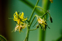 Yellow Tomato Flowers On A Green Stem
