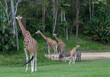 Giraffes and zebras in an open zoological garden in Queensland, Australia