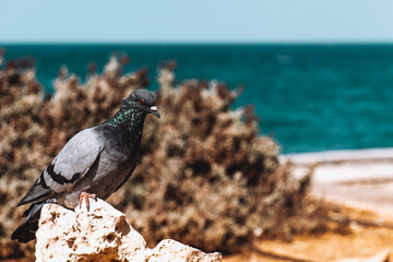 Shallow focus of a pigeon at the shore in Matala, Greece