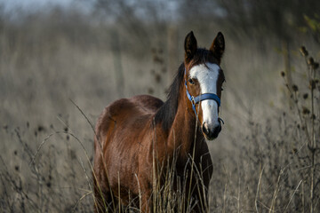 Canvas Print - Brown horse with a white pattern on its head grazing on dried grasses