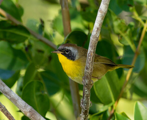Wall Mural - A male common yellowthroat warbler perched on a dead limb in the mangroves. 