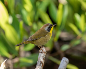 Wall Mural - a male common yellowthroat warbler perched on a dead stick in a mangrove swamp.
