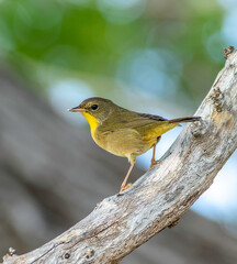 Wall Mural - A female yellowthroat warbler perched on a dead tree limb 