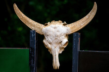 Skull Of Asian Water Buffalo Or Bubbalus Bubbalis