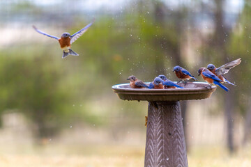 blue bird flying into bird bath