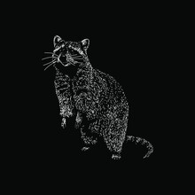 Raccoon Illustration Isolated On Black Background