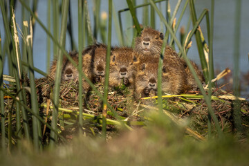 otters nest