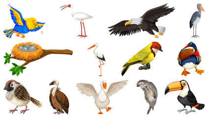 Poster - Different kinds of birds collection