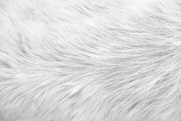Wall Mural - Dog fur short white grey texture with smooth soft patterns for background