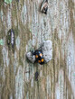 Erotylidae, or the pleasing fungus beetles, is a family of beetles containing over 100 genera. In the present circumscription, it contains 6 tribes and 10 subfamilies.
