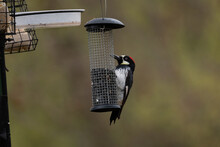 Acorn Woodpecker Eating Bird Seed