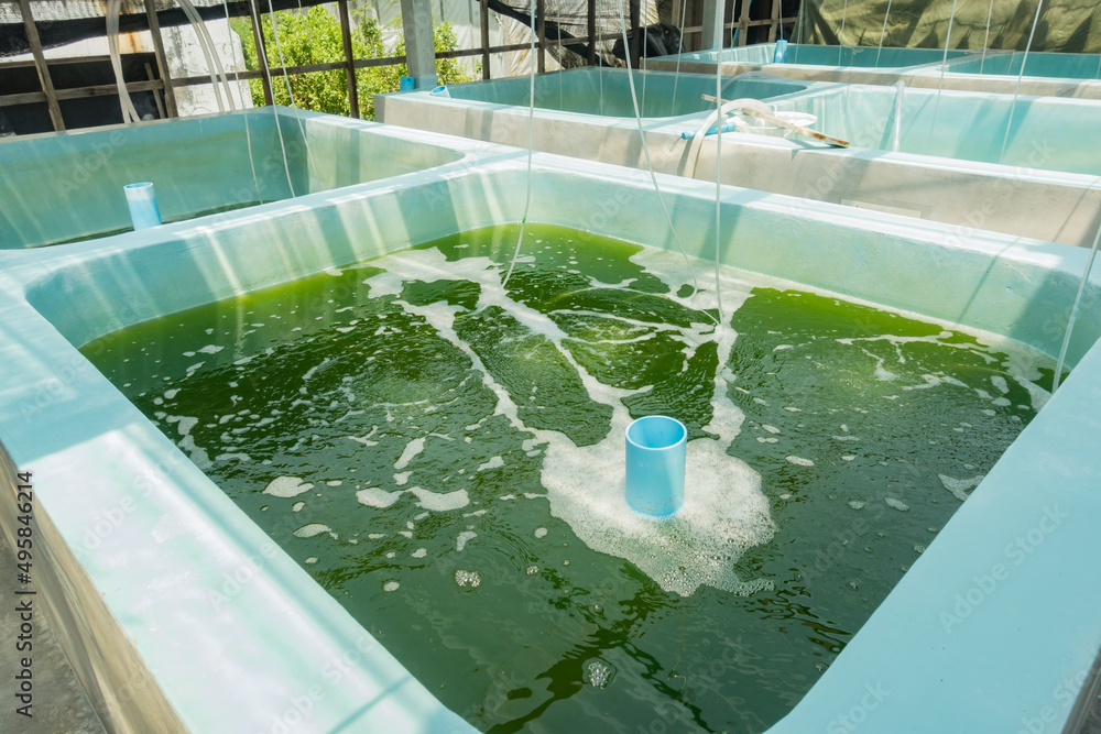 Culture stock of green algae in the tank Stock Photo | Adobe Stock