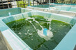 Culture stock of green algae in the tank