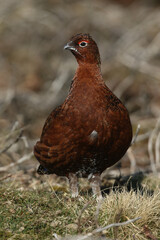 Wall Mural - a stunning red red grouse, lagopus, lagopus, standing in the moors in durham, uk.