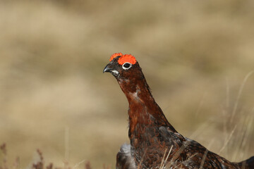 Wall Mural - a head shot of a stunning red red grouse, lagopus, lagopus, in the moors in durham, uk.