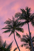 Palm Trees Shaking In The Wind With Pink Sunset Sky Beyond.